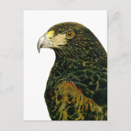Harris Hawk Postcard Postkarte (Vorderseite)