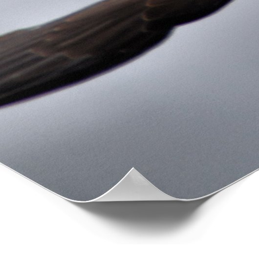 Harris Hawk Poster (Ecke)