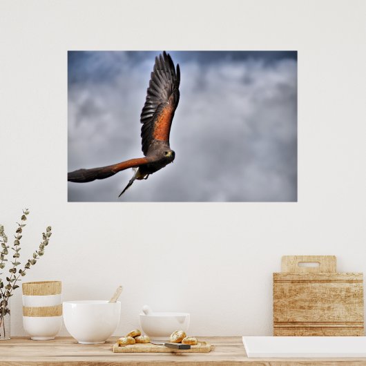 Harris Hawk Poster (Küche)