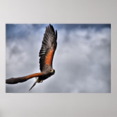 Harris Hawk Poster (Vorne)