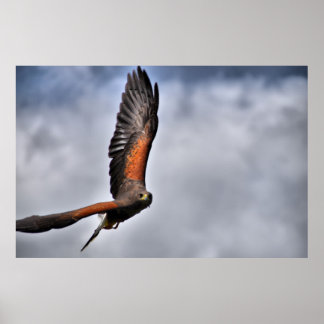 Harris Hawk Poster