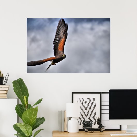 Harris Hawk Poster (Heimbüro)