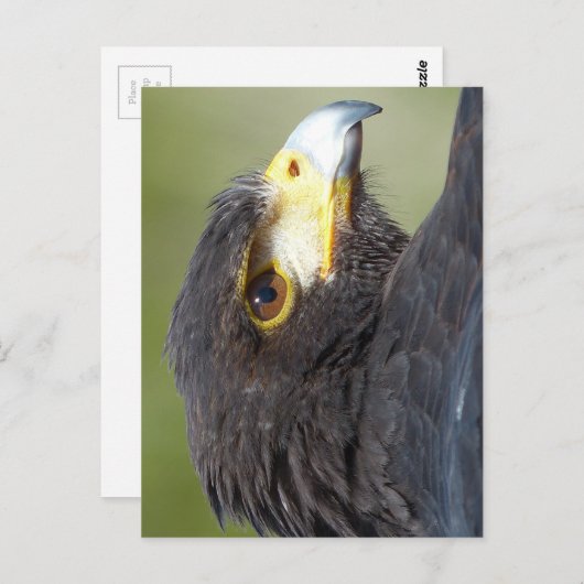 Harris Hawk Postkarte (Vorne/Hinten)