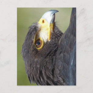 Harris Hawk Postkarte