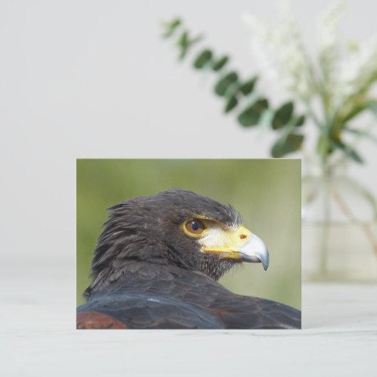 Harris Hawk Postkarte (Stehend Vorderseite)