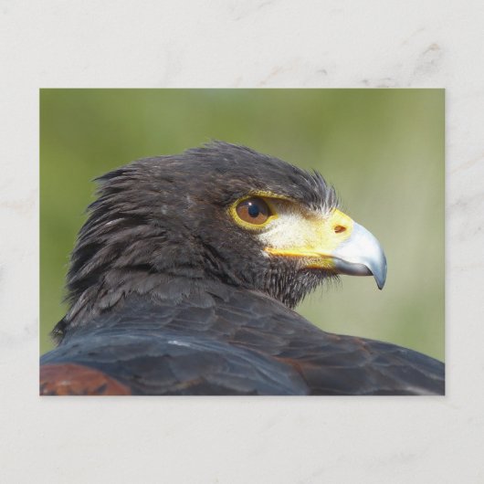 Harris Hawk Postkarte (Vorderseite)