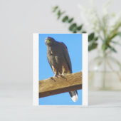 Harris Hawk Postkarte (Stehend Vorderseite)