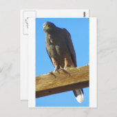 Harris Hawk Postkarte (Vorne/Hinten)