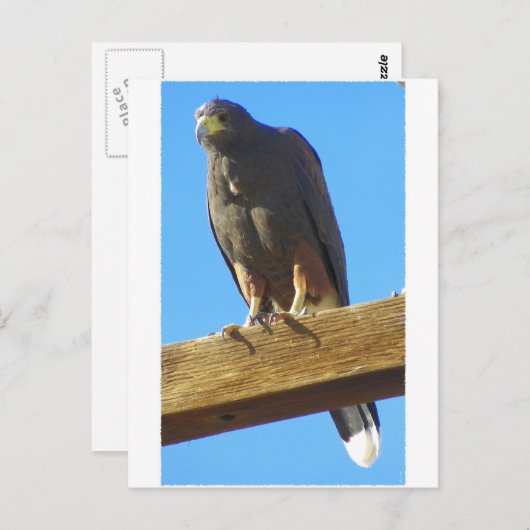 Harris Hawk Postkarte (Vorne/Hinten)