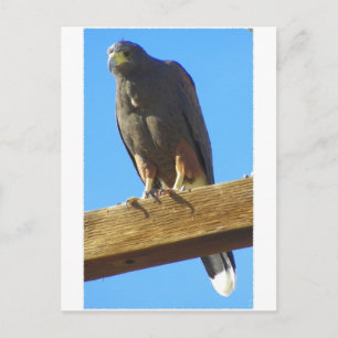 Harris Hawk Postkarte