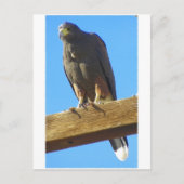 Harris Hawk Postkarte (Vorderseite)