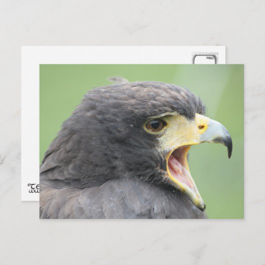 Harris Hawk Postkarte (Vorne/Hinten)