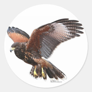 Harris Hawk Runder Aufkleber