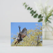 Harris Hawk Takes Postkarte (Stehend Vorderseite)
