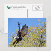 Harris Hawk Takes Postkarte (Vorne/Hinten)