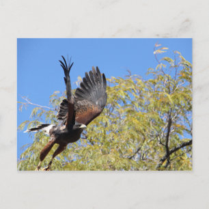 Harris Hawk Takes Postkarte