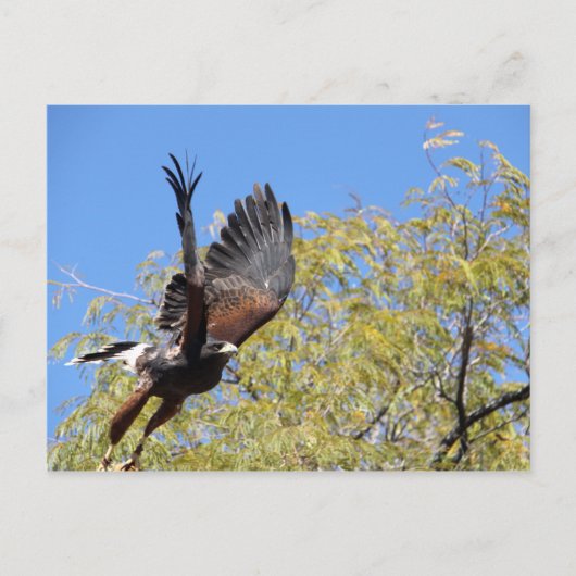 Harris Hawk Takes Postkarte (Vorderseite)