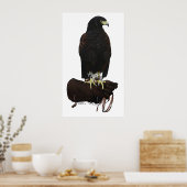 Harris Hawk über Glove Poster (Küche)