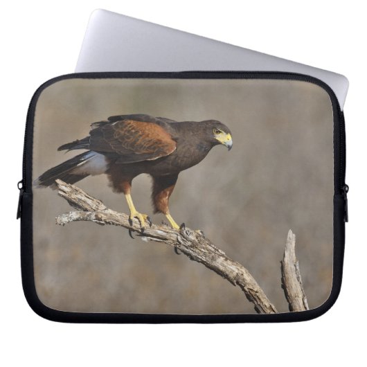 Harris-Hawk-Vergewaltiger Laptopschutzhülle (Vorderseite)