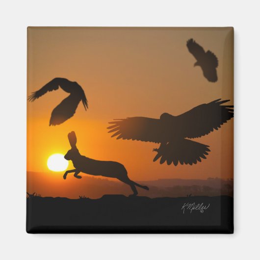 Harris Hawks jagen Magnet (Vorne)