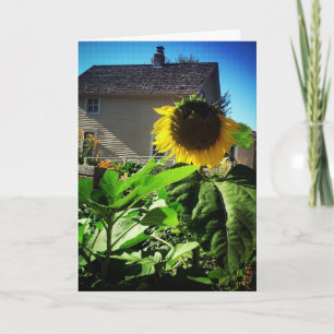 "Harris House Sunflower" erhält Well Card Karte