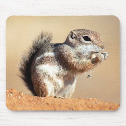 Harris’s antelope squirrel (Ammospermophilus) Mousepad (Vorne)