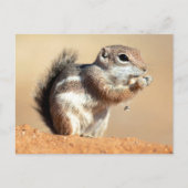 Harris’s antelope squirrel (Ammospermophilus) Postkarte (Vorderseite)