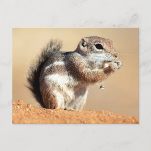 Harris’s antelope squirrel (Ammospermophilus) Postkarte (Vorderseite)