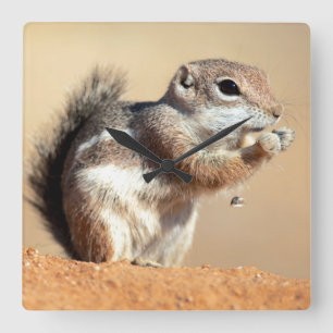 Harris’s antelope squirrel (Ammospermophilus) Quadratische Wanduhr
