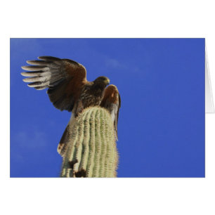 Harriss Falke gehockt auf Saguaro-Kaktus