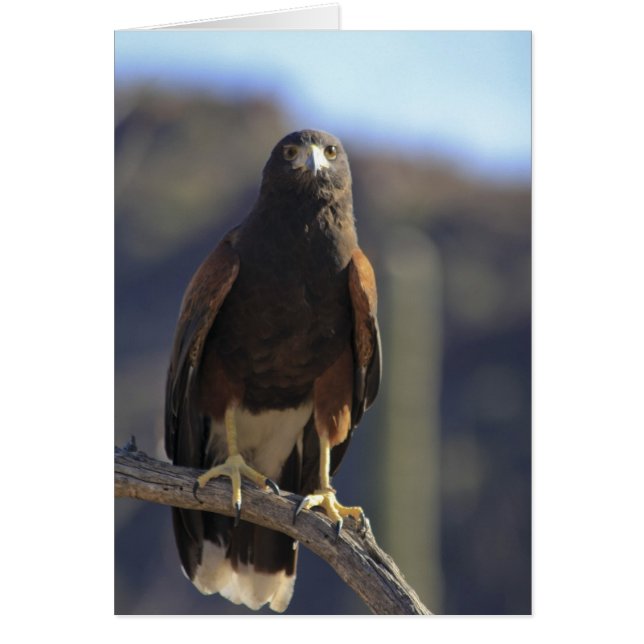 Harris's Hawk 3 (Vorne)