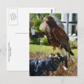 Harris's Hawk on Falconer's Glove, Cancun, Mexiko Postkarte (Vorne/Hinten)