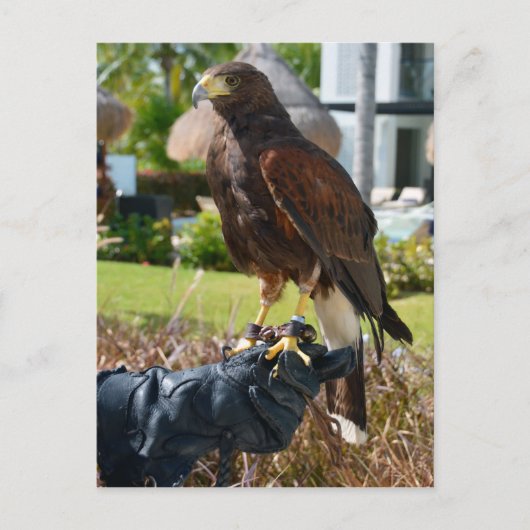 Harris's Hawk on Falconer's Glove, Cancun, Mexiko Postkarte (Vorderseite)