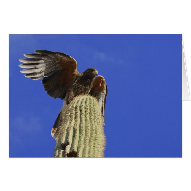 Harris's Hawk raste auf Saguaro Cactus (Vorderseite (Horizontal))