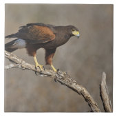Harris's Hawk-Schraptor Fliese (Vorderseite)