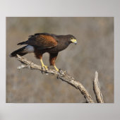 Harris's Hawk-Schraptor Poster (Vorne)