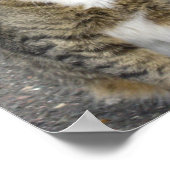 "Harry"-Foto Poster (Ecke)