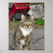 "Harry"-Foto Poster (Vorne)