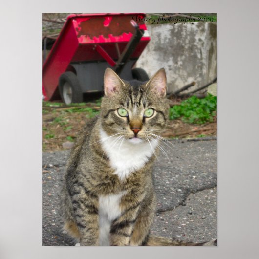 "Harry"-Foto Poster (Vorne)