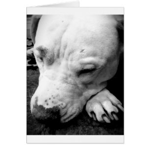 Harry Potter Narbe Hund weißer Pit Bull