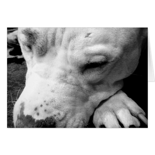 Harry Potter Narbe Hund weißer Pit Bull (Vorderseite (Horizontal))