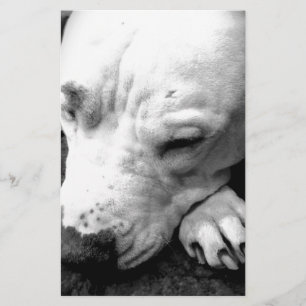 Harry Potter Narbe Hund weißer Pit Bull Briefpapier
