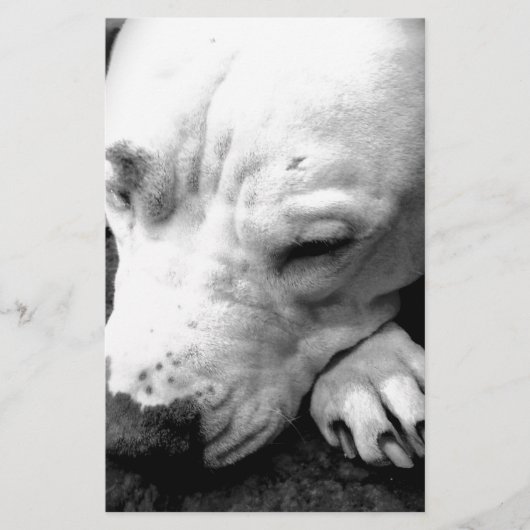 Harry Potter Narbe Hund weißer Pit Bull Briefpapier (Vorderseite)