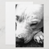 Harry Potter Narbe Hund weißer Pit Bull Briefpapier (Vorne/Hinten)