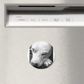 Harry Potter Narbe Hund weißer Pit Bull Magnet (In Situ (Geschirrspüler))