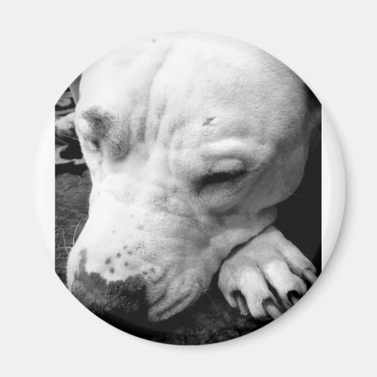 Harry Potter Narbe Hund weißer Pit Bull Magnet (Vorne)