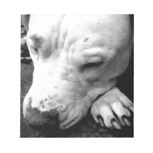 Harry Potter Narbe Hund weißer Pit Bull Notizblock (Vorderseite)