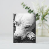 Harry Potter Narbe Hund weißer Pit Bull Postkarte (Stehend Vorderseite)
