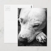 Harry Potter Narbe Hund weißer Pit Bull Postkarte (Vorne/Hinten)