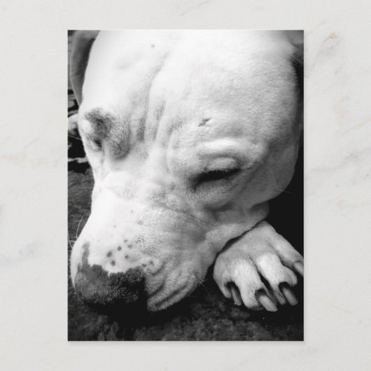 Harry Potter Narbe Hund weißer Pit Bull Postkarte (Vorderseite)